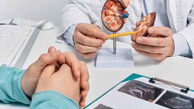 Doctor showing patient how a kidney works