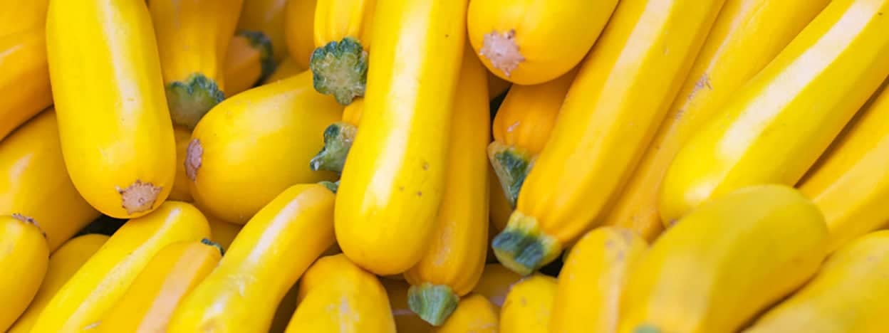 Yellow Squash